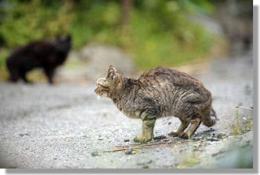 うちのとらまる