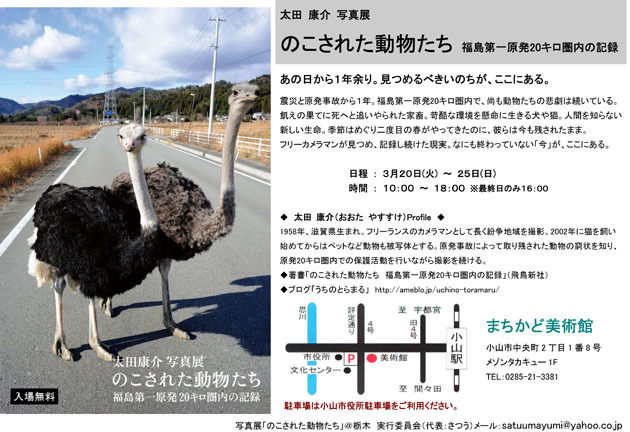 うちのとらまる