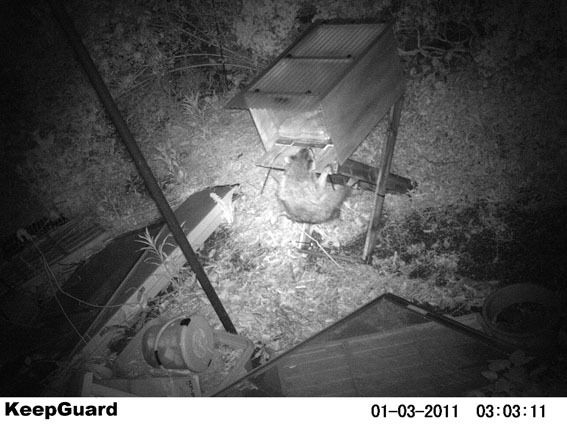 うちのとらまる