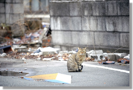 うちのとらまる