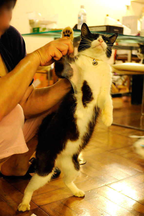 うちのとらまる