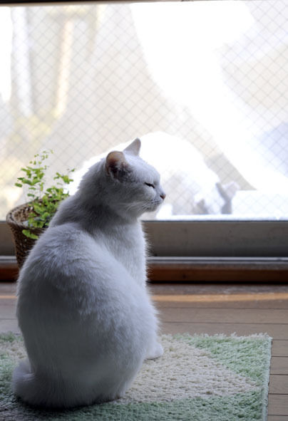 うちのとらまる