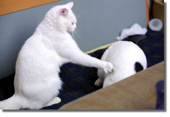 うちのとらまる