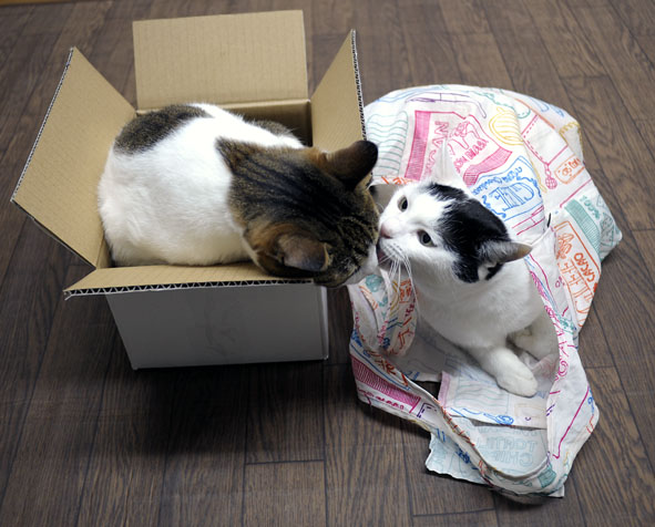 うちのとらまる