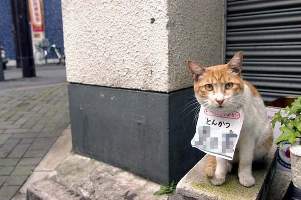 $うちのとらまる
