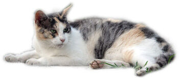 スモール薄三毛