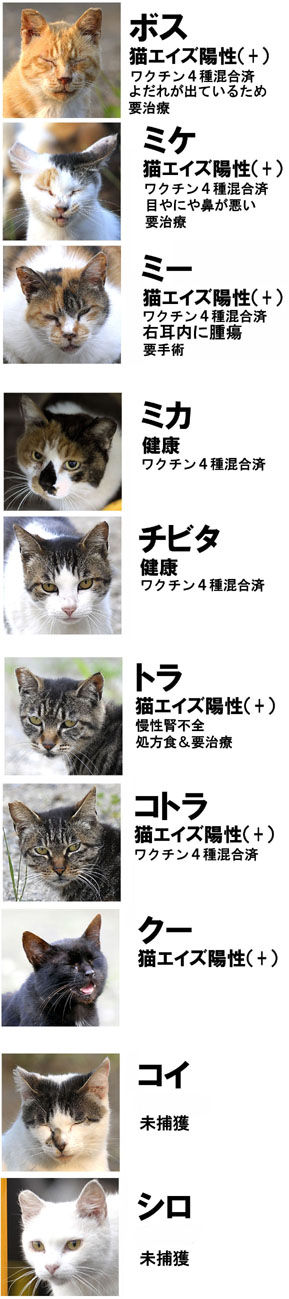 うちのとらまる