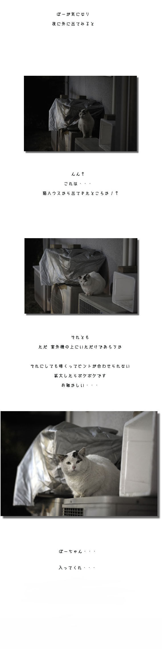 うちのとらまる