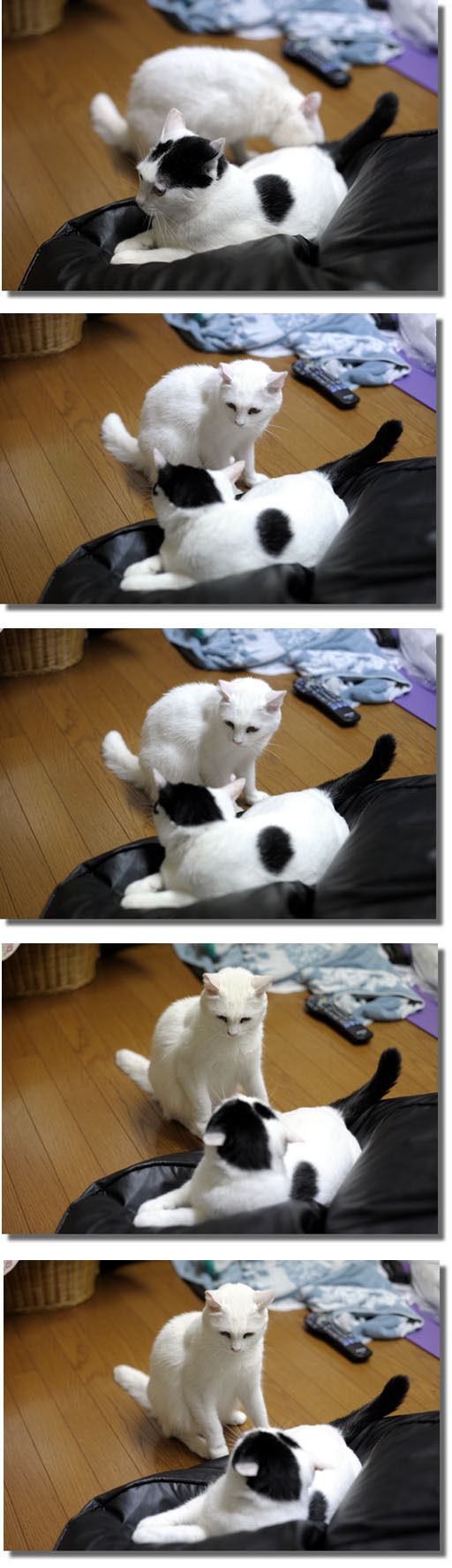 うちのとらまる