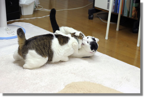 うちのとらまる