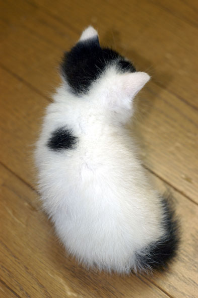 うちのとらまる