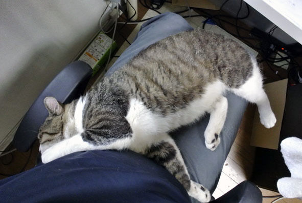 うちのとらまる