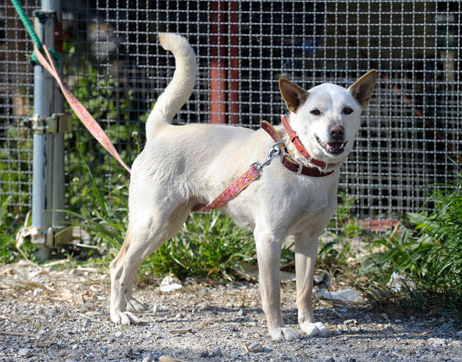 うちのとらまる