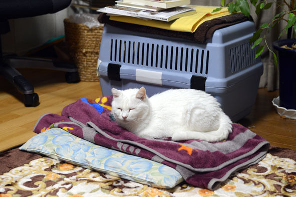 $うちのとらまる