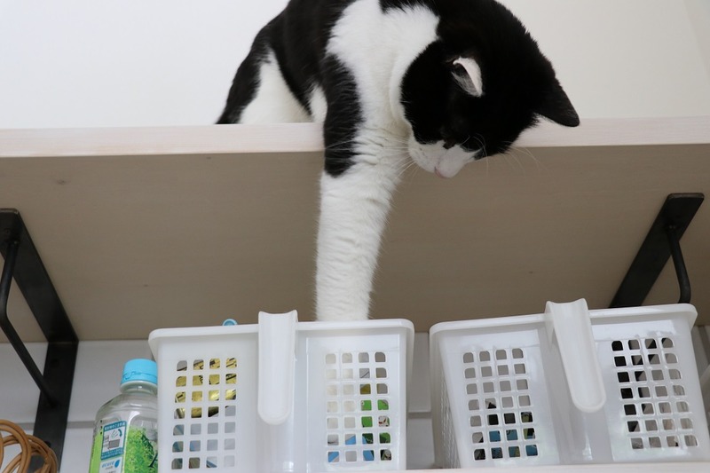 オレマイ4
