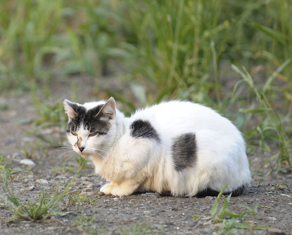 うちのとらまる