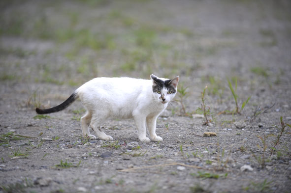 うちのとらまる