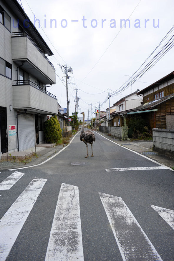うちのとらまる