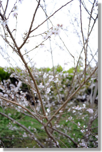 うちのとらまる