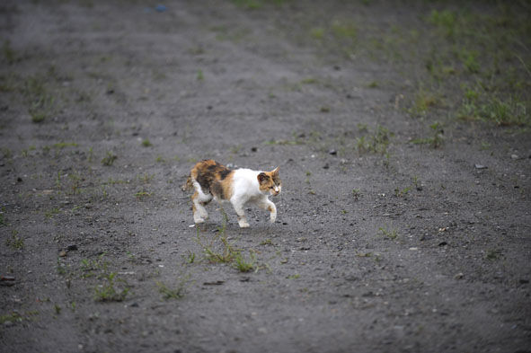 うちのとらまる