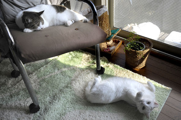 うちのとらまる