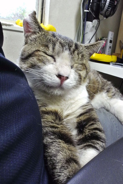 うちのとらまる