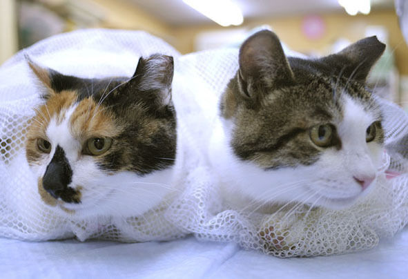 うちのとらまる