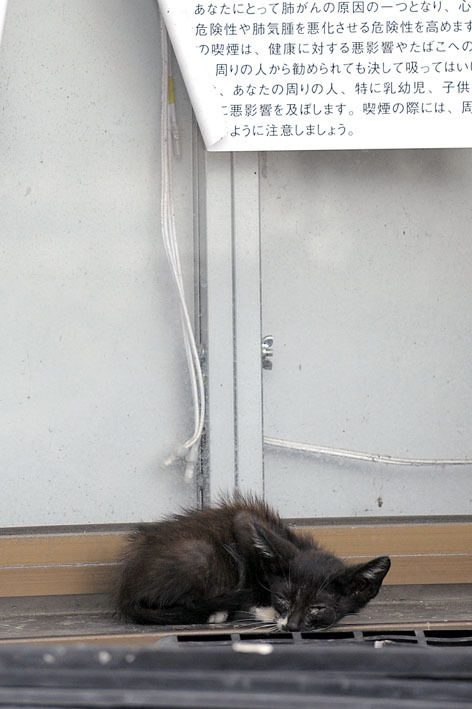 うちのとらまる