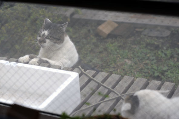 うちのとらまる