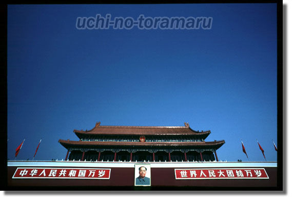 うちのとらまる