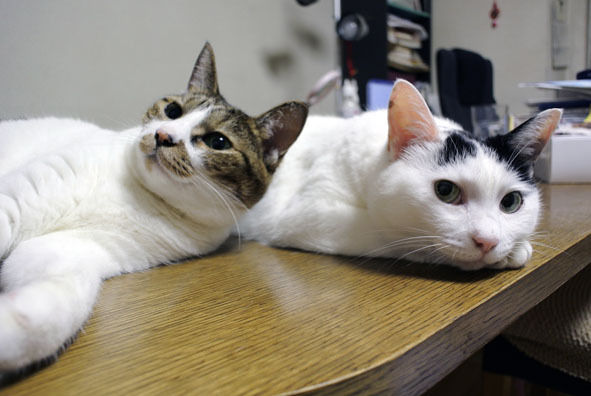 うちのとらまる
