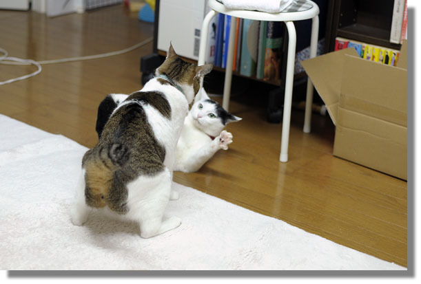 うちのとらまる