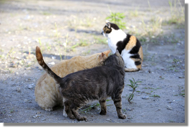 うちのとらまる