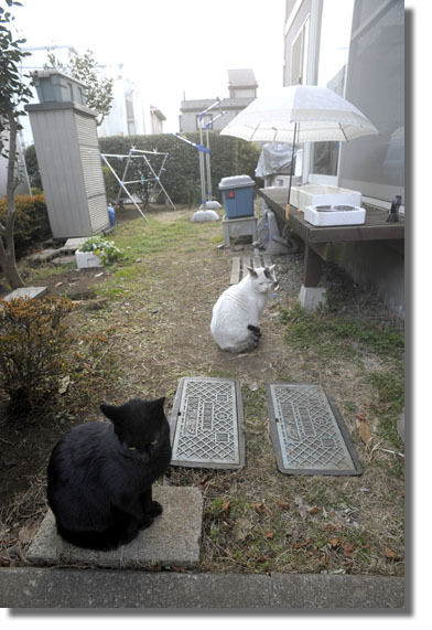 うちのとらまる