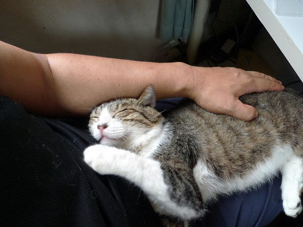 $うちのとらまる
