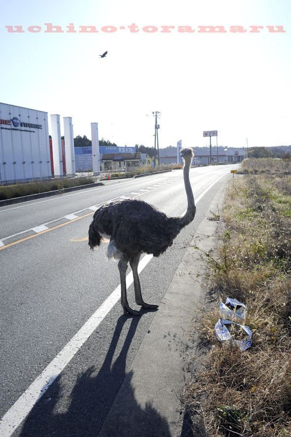 うちのとらまる