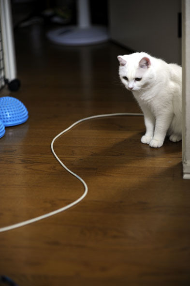 うちのとらまる