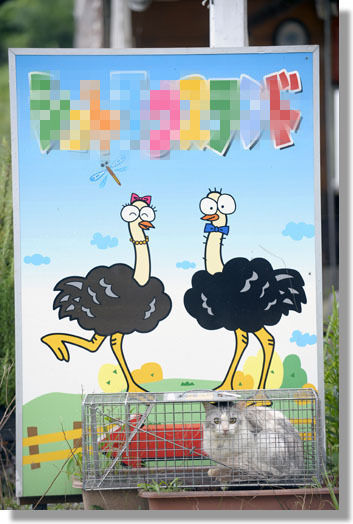 うちのとらまる