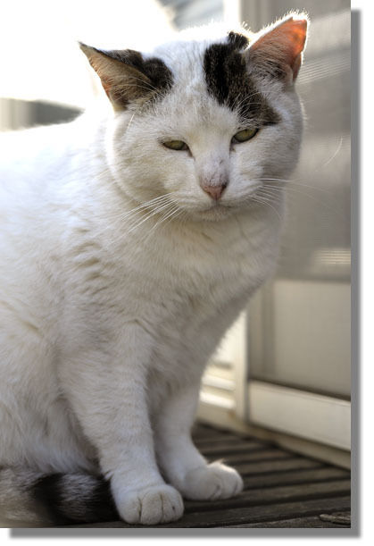 うちのとらまる