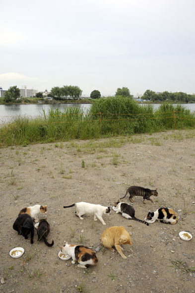 うちのとらまる