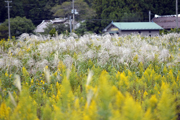 うちのとらまる