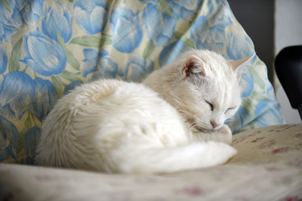 うちのとらまる