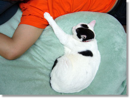 うちのとらまる