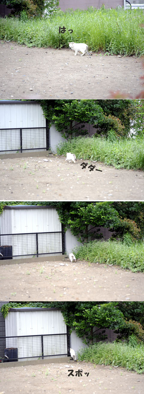 うちのとらまる