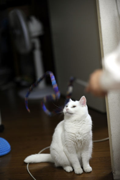 うちのとらまる