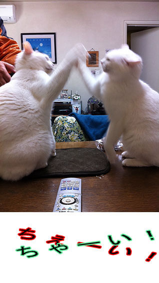 うちのとらまる