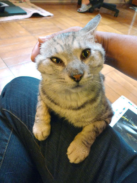 うちのとらまる