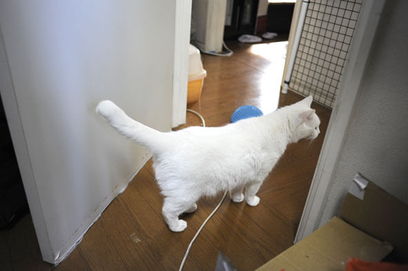 うちのとらまる