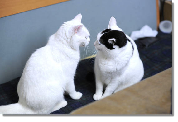 うちのとらまる