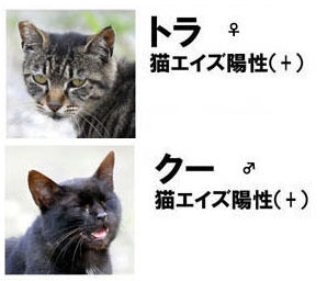 うちのとらまる